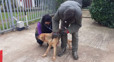 Una “nuova casa” per i cani randagi trovati sul territorio di Ardea