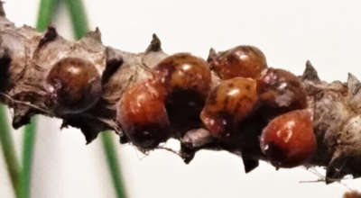 Misure di contrasto alla cocciniglia Toumeyella parvicornis (cocciniglia del pino)