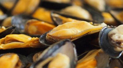 Comunicazione orari e giornate di pesca dei molluschi bivalvi con draghe meccaniche e draghe meccanizzate